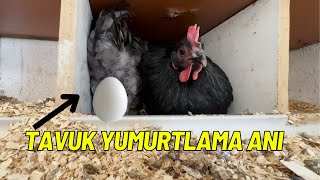 TAVUĞU YUMURTLARKEN YAKALADIM  BİR KOVA YUMURTA TOPLADIM [upl. by Ng]