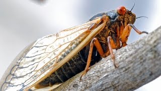 Cicadas Making Sense of the 17Year Emergence  by Scientific American [upl. by Gena]