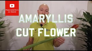 Tips and tricks Amaryllis Cut Flower [upl. by Suryc]