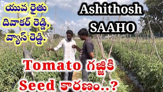 గజ్జికి కారణం టమోటాseed సీడు Tomato seeds selection is very important in tomato plantation [upl. by Eekram74]