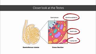 12DaysinMarch Testicular Tumors for USMLE Step One [upl. by Hathcock858]