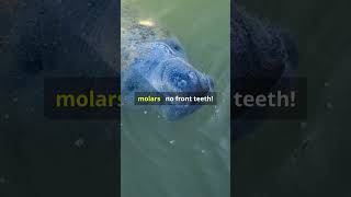 Gentle Giants Manatees are found in warm tropical or subtropical waters manatees copperowlnest [upl. by Akiv]