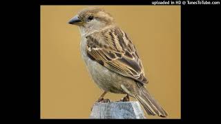 Tiny Sparrow  Peter Paul and Mary version [upl. by Oiceladni]