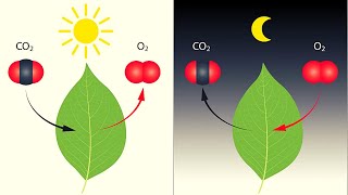 La FOTOSÍNTESIS explicada fases pigmentos ecuación y más🌱 [upl. by Yenrab]