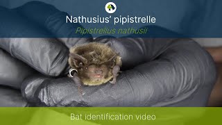 Nathusius’ pipistrelle Pipistrellus nathusii identification training video [upl. by Nothgiel]