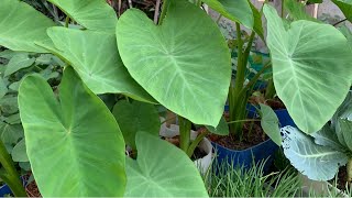 How To Grow Taro from Cutting  Growing Taro Root Plant  How To Propagate Taro Root [upl. by Meingolda]