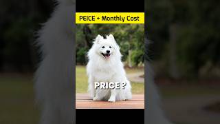 Indian Spitz Price And Monthly Cost In India shorts indianspitz dog [upl. by Aivatahs]