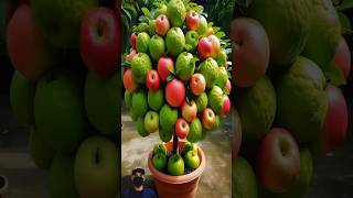 Grow Large Apples on a Guava Tree Using Grafting  S Fruit and Nature shortvideo shortsfeed [upl. by Docilla]