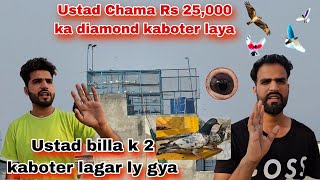 Ustad billa k 2 kaboter lagar ly gya 🥹 Chama NY Rs 25000 ka kaboter liya diamond [upl. by Nathanson]