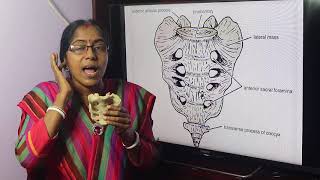 Lecture On Sacrum [upl. by Ys]