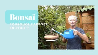 Bonsaï pourquoi jarrose en pluie fine   Monjardindansleslandes [upl. by Eimmat]