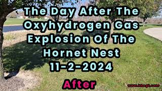 The Large Hornet Nest Explosion The Day After 1122024 [upl. by Mirisola963]