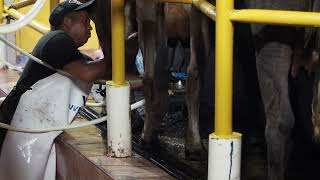 Sustainable Milk Production in Chiriquí Panama A Look into Modern Cow Milking Techniques [upl. by Metcalf]