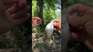 catching minnows  crappie fishing [upl. by Elag783]