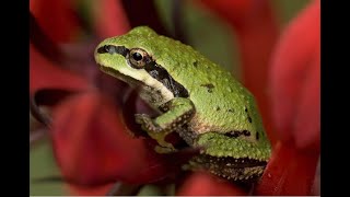 Pacific Tree Frog That Says quotRibbitquot [upl. by Relluf]