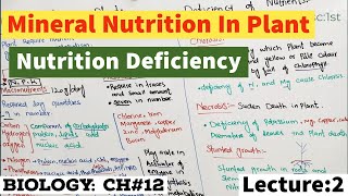 Mineral Nutrition In Plants Macronutrients and Micronutrients In plants  Deficiency of Nutrients [upl. by Anauqes819]