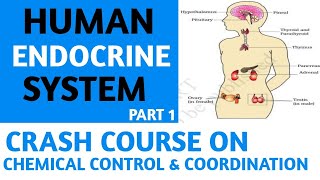 Chemical Control And CoordinationHuman Endocrine SystemPart 1Class 11NCERTCrash CourseNEET [upl. by Rooker]