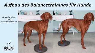 Aufbau des Balancetrainings für Hunde  Vorhandwendung und Hinterhandwendung [upl. by Nillad]