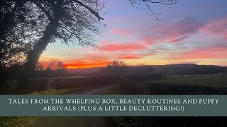 Tales From The Whelping Box Beauty Routines And Puppy Arrivals Plus A Little Decluttering [upl. by Ymmit]