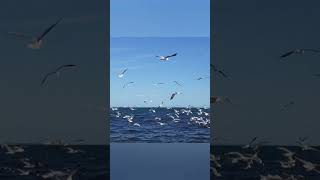 Seagulls  Many Seagulls to see at the sea [upl. by Ytinirt]