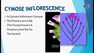 Inflorescence and its types cymose inflorescence [upl. by Idnym83]