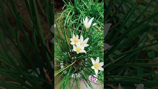 How to grow rain lily seeds  বীজ থেকে রেইন লিলি rain rainlilyflower flowers seeds [upl. by Wilmette]