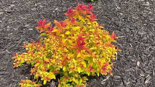 Spiraea Candy Corn Update [upl. by Ramma383]