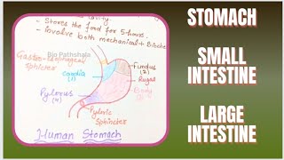 Stomach l Small Intestine l Large Intestine l NCERT l Bio Pathshala l Lec  6 [upl. by Grier934]