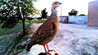 Teetar sound  teetar voice  gray francolin teetar awaz  female teetar awaz [upl. by Albina]