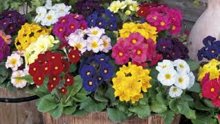 How to Grow Polyanthus [upl. by Oni]