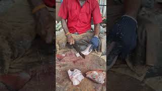 SMALL RED SNAPPER FISH CUTTING❤️‍🔥⚡️🦈🗡 kasimedu fishcutting seafood fishing vadachennaimeenavan [upl. by Euqinwahs738]