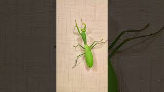 How does a giant mantis differ from a regular one mantis insects [upl. by Avie666]