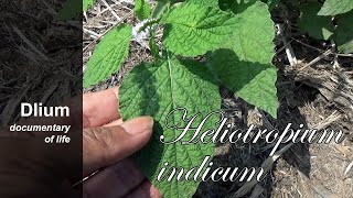 Indian heliotrope Heliotropium indicum  part 1 [upl. by Salvidor]