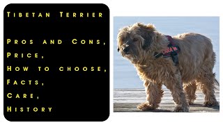 Tibetan Terrier Pros and Cons Price How to choose Facts Care History [upl. by Inanak]