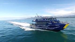 Whale Watch Kaikoura  Marine Experience 60 secs [upl. by Anicart]