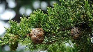 CIPRESSO   genere Cupressus   Differenza con una TUIA  genere Thuja   CAPRA E CAVOLI [upl. by Llenrep]