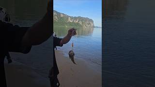 Jawfish caught on lure fishing fishing lurefishing islandfishing [upl. by Newfeld]