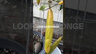 Homegrown Loofah Sponge [upl. by Josepha]