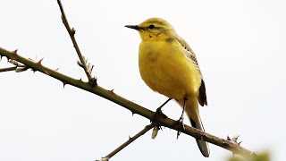 Western Yellow Wagtail Call amp Subsong  Motacilla flava [upl. by Rick]