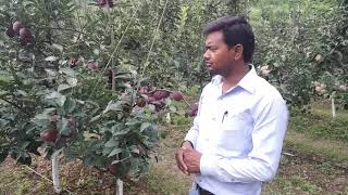 Red Velox  Apple  Variety  M9  HDP  Dr Niranjan Singh  Dr YSPUHF  Nauni  Solan  HP [upl. by Aztinay]