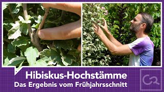 Hibiskus Hochstaemme – Ergebnis vom Schnitt [upl. by Akital]