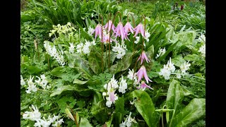 Bulb Log Video Diary garden walk on 7th April [upl. by Rojas325]