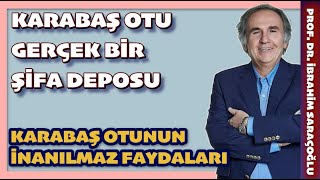 KARABAŞ OTU GERÇEK BİR ŞİFA DEPOSU ibrahimsaraçoğlu karabaş [upl. by Lsil947]