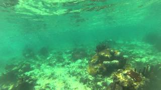 Snorkeling at Bread amp Butter Cayes in Belize [upl. by Gathard]