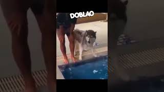 Tírate al AGUA 🐶🏊🏻‍♀️ Doblao estadoblao [upl. by Harbert]