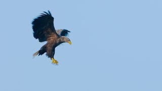 White Tailed Eagle of Finland Slowmotion GH5 4k [upl. by Marder]