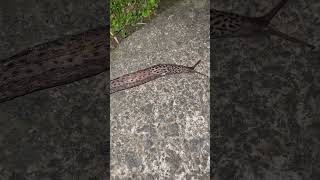 A big leopard slug Limax maximus in the garden [upl. by Tiffanle]