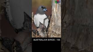 196 Whitebreasted Woodswallow shorts [upl. by Bortman761]