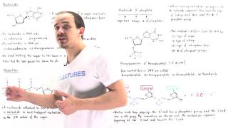 Nucleosides and Nucleotides [upl. by Colson480]