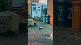 London cat comedyvideos pets yourcat cat [upl. by Kelley]